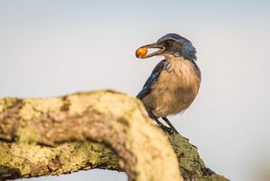 A gray and white bird with a seed in its mouth rests on a branch.
