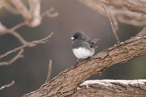 A dark-eyed junco sitting on a bare branch. 