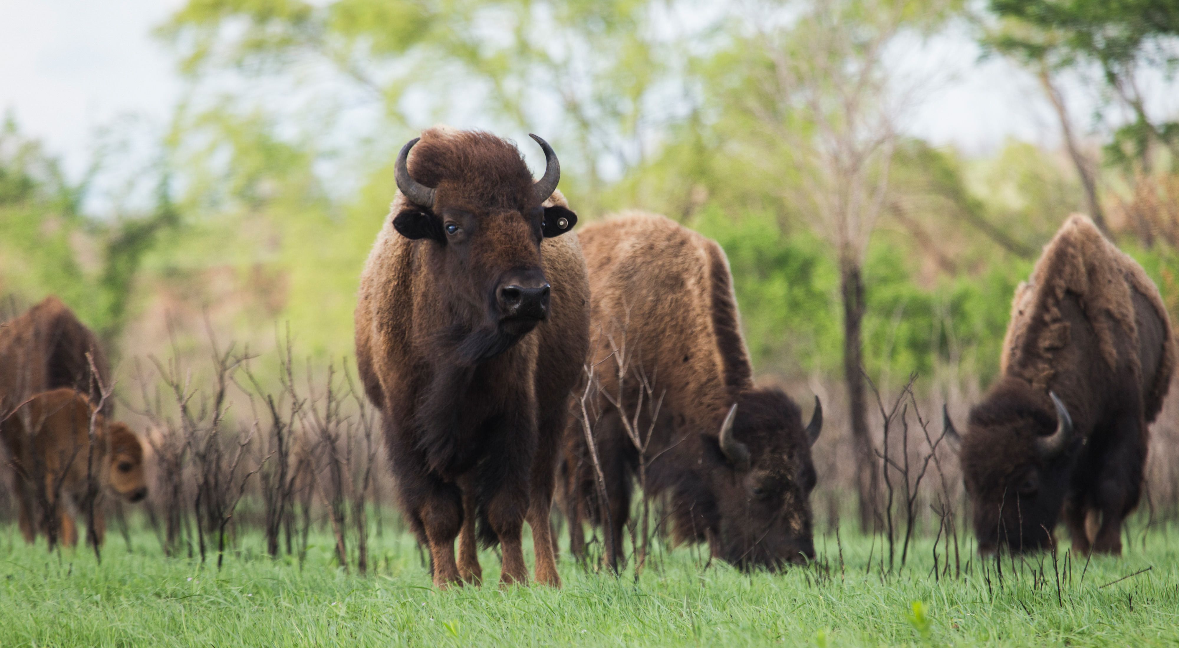 Three large bison grazing in green grass, with a baby bison in the background.