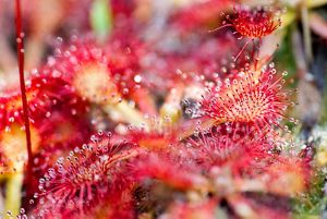 Primer plano de una drosera con cerdas rojas brillantes que salen de las cabezas redondeadas y gotitas de rocío en sus extremos.