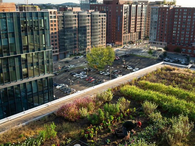 A small garden on a rooftop overlooking other buildings and a parking lot.