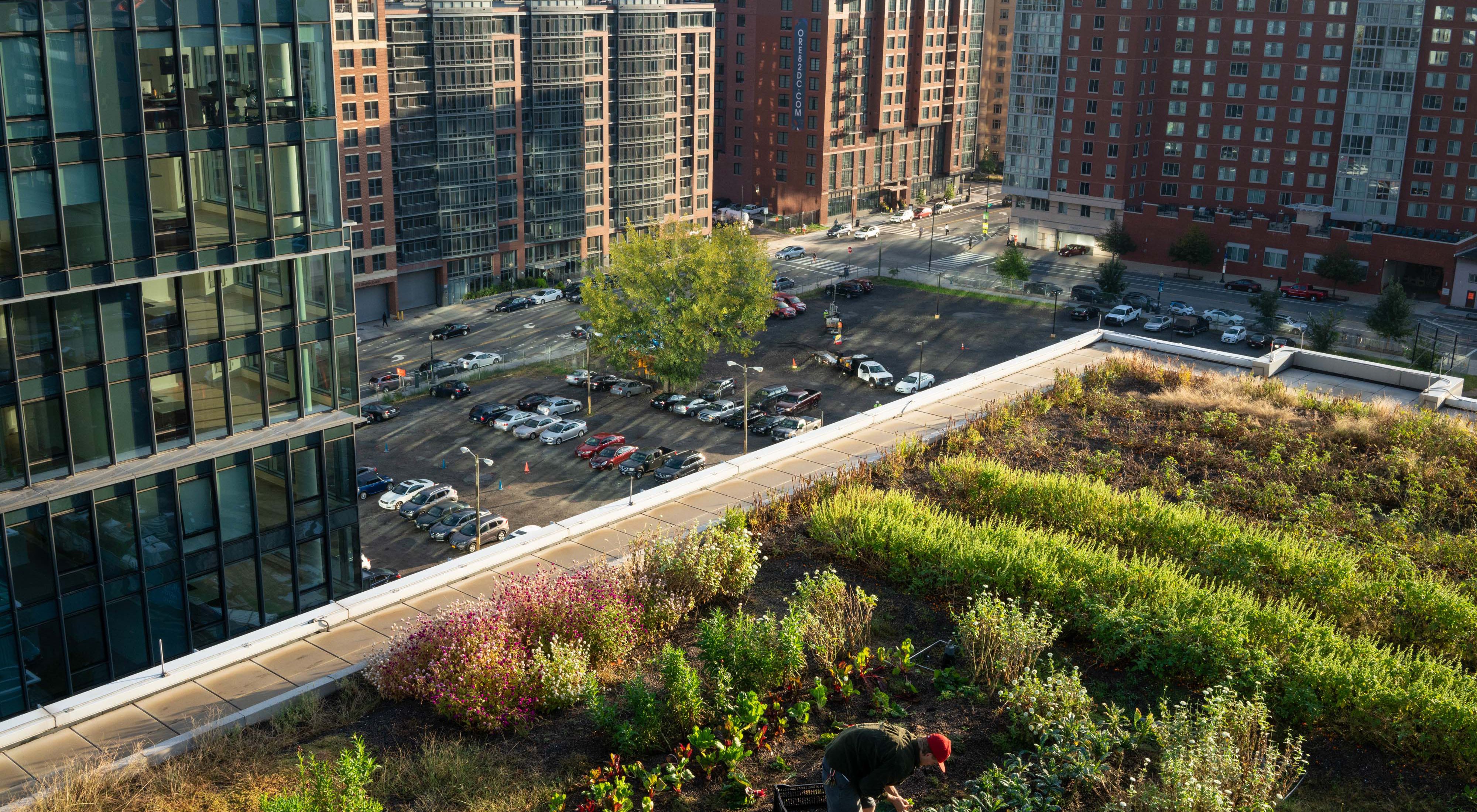 View from a rooftop garden in Washington, DC. A vegetable garden grows on top of a high rise building. The surrounding buildings have glass, steel and brick facades. 