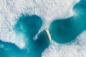 A polar bear jumps from one piece of ice to another over crystal clear waters.