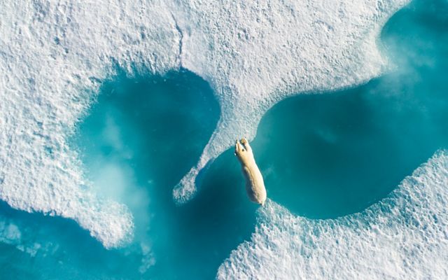 A polar bear jumps from one piece of ice to another over crystal clear waters.