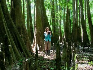 A portrait of TNC's Christi Lambert with cypress trees.