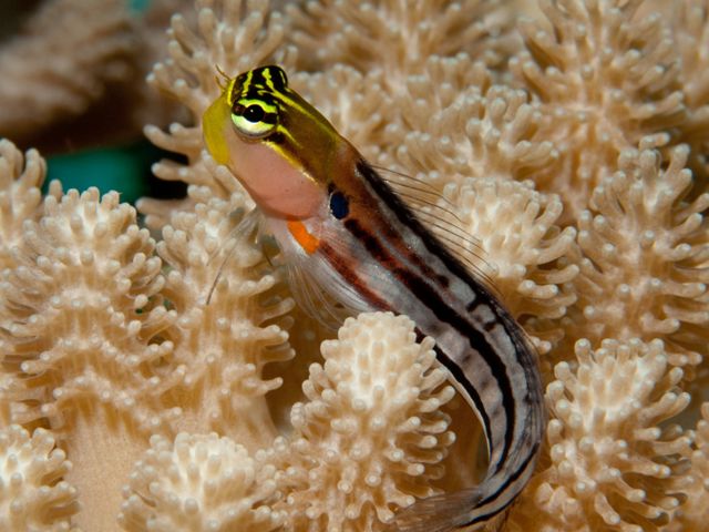 Clown Blenny on coral.