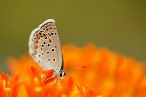 A karner blue butterfly on a large, bright flower.