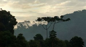 Canopy view of a cloudy sky with the silouhette of a lo