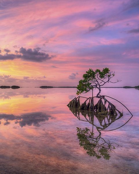 Sunset over the still waters and mangroves of the National Key Deer Refuge, Florida Keys.