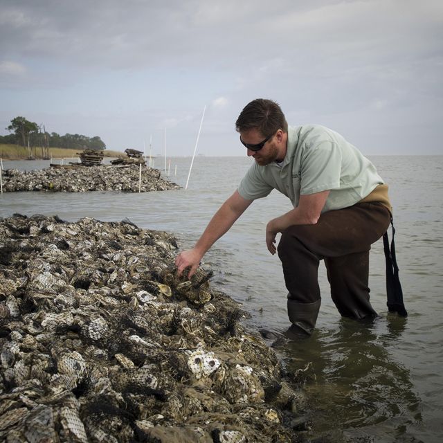 Oysters growing on artificial reefs along the Alabama coastline.