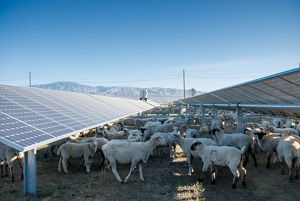 Sheep used for weed and grass management grazing at the Solar Star solar project in Lancaster, California.     