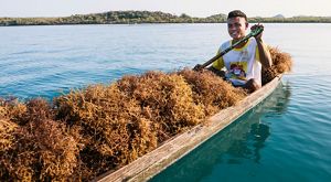 Image of a young man in a traditional boat, harvesting seaweed in Belize.