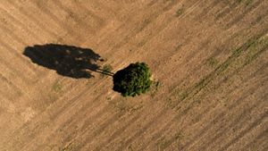 Arial view of a tree in a field