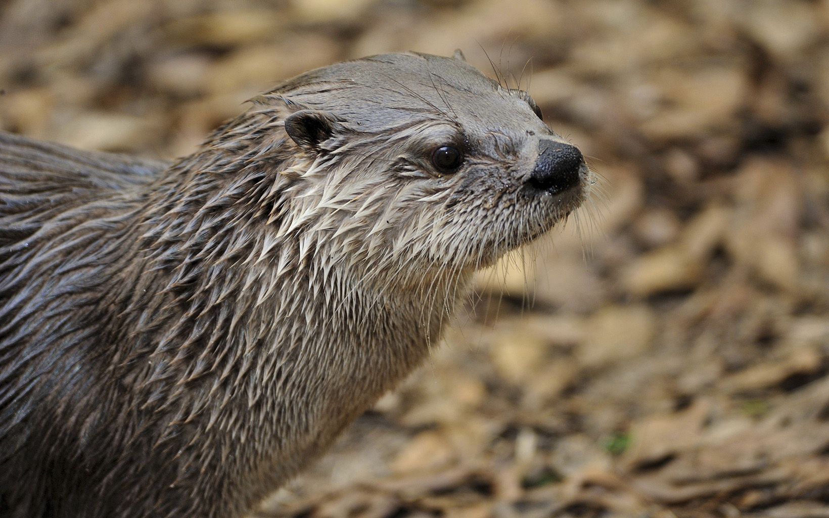River otter Animals like beaver, mink, fox and otter make their home here. © Mark Conlin