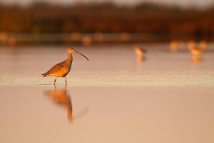 A rust colored bird with a long black beak stands in shallow water.