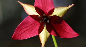 A purple trillium flower.