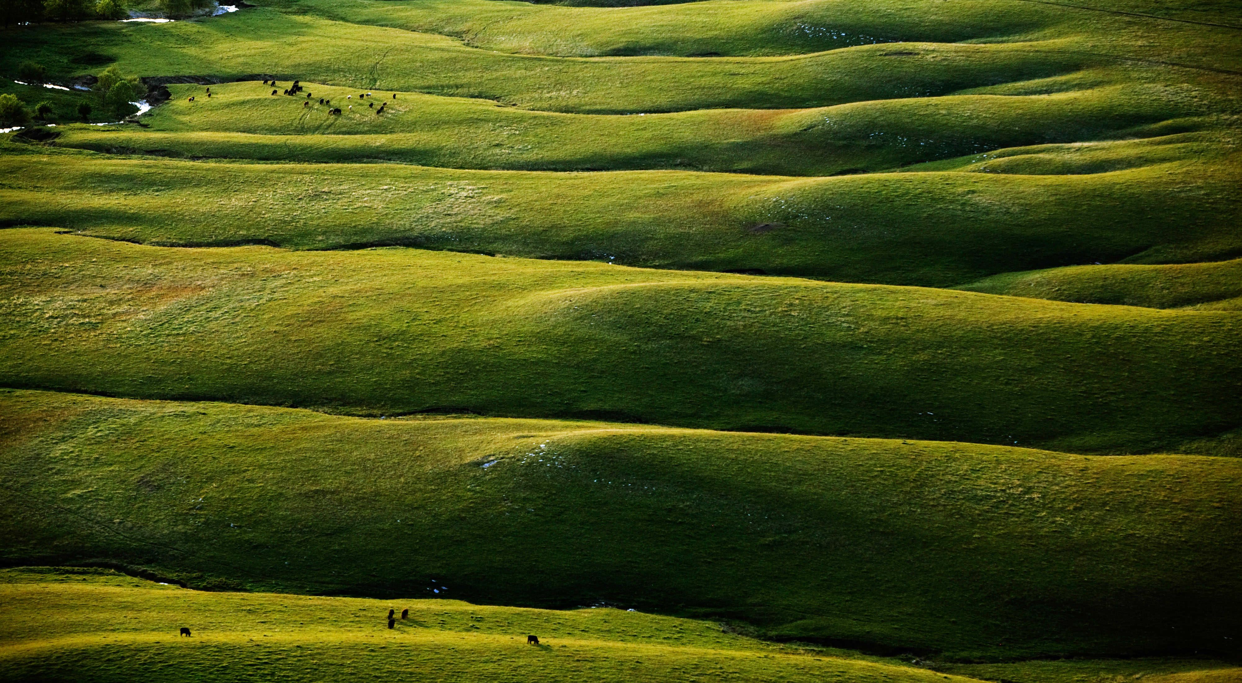 Rolling hills that look like a wrinkled green blanket of grass.
