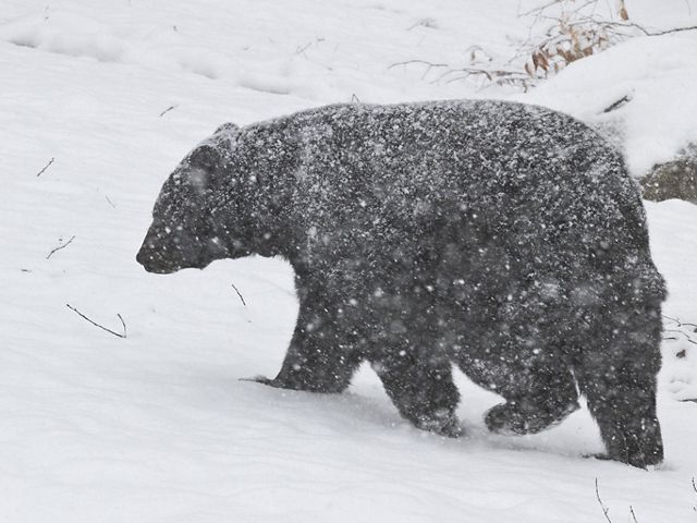  A black bear walking in a snowstorm.