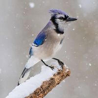 Blue Jay at the end of a branch in falling snow
