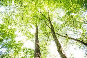 Tall trees reaching up to the light