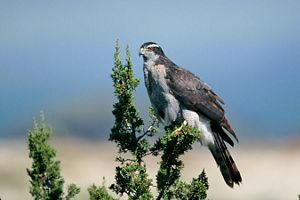 A large bird sits on the green branch of a plant on a sunny day.