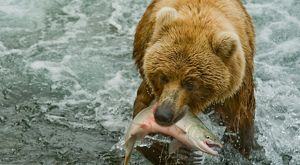 Brown bear with wild salmon
