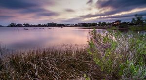 Grasses line the shore along the Florida coast.