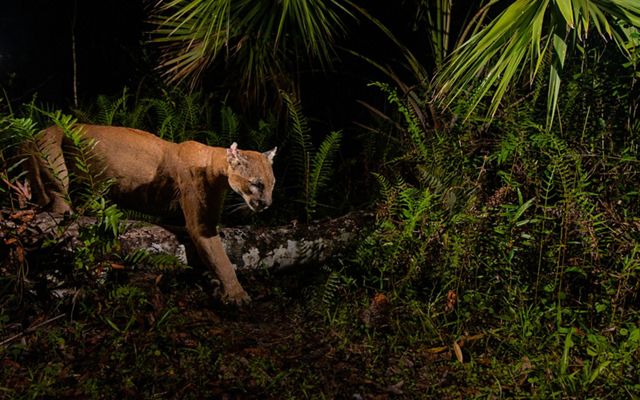 Camera trap image of a Florida panther (Puma concolor coryi) in the Florida Panther National Wildlife Refuge and on a trail leading into the upper Fakahatchee Strand State Preserve. The Nature Conservancy works to protect land in Florida by partnering with private landowners and state government entities to help preserve wildlife habitat and to help support wildlife corridors.