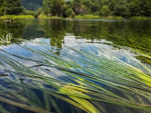 River grass floating around a body of water.