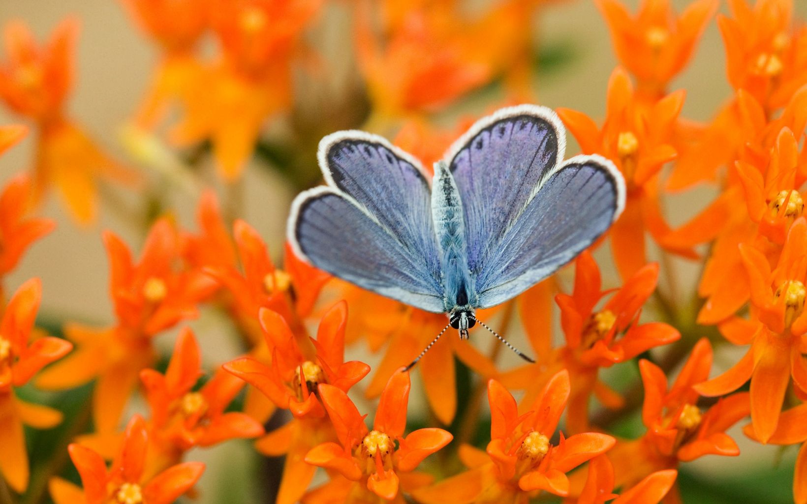 Karner Blue Butterfly Once threatened by loss of its lupine home among oak savannas and pine barrens, is now making a comeback. © Ann Elliott Cutting Photography