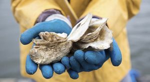 Hands holding oyster spat on a recycled shell.