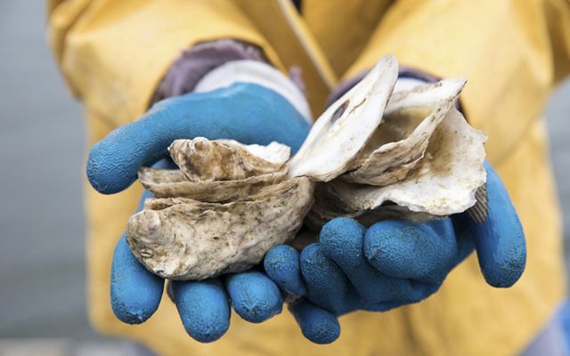 Holding an oyster