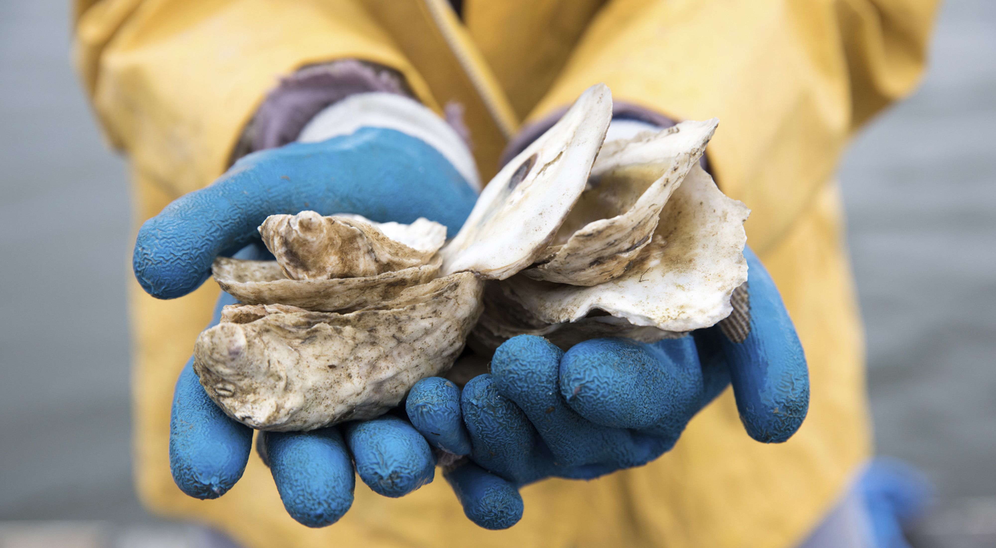 Blue-gloved hands holding oyster shells.
