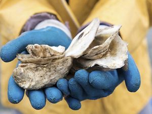 Hands holding oyster shell