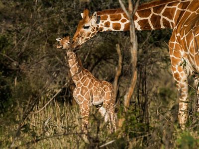 Current estimates are that giraffe populations across Africa have dropped 40 percent in 25 years, plummeting from 140,000 in the late 1990s to about 85,000 today.