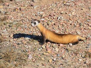 A black-footed ferret (Mustela nigripes) on rocky soil.