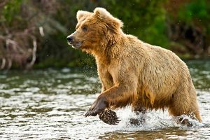 wet brown bear running through a river