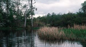 .A stream runs through grasses and trees.