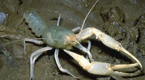 A blue-yellow crayfish crawling on a muddy cave flood. 