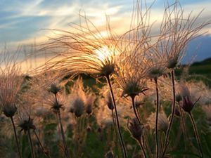 (ALL INTERNAL RIGHTS) Prairie smoke at sunset in Sauk County, Wisconsin. Photo credit: © Steve S. Meyer   
