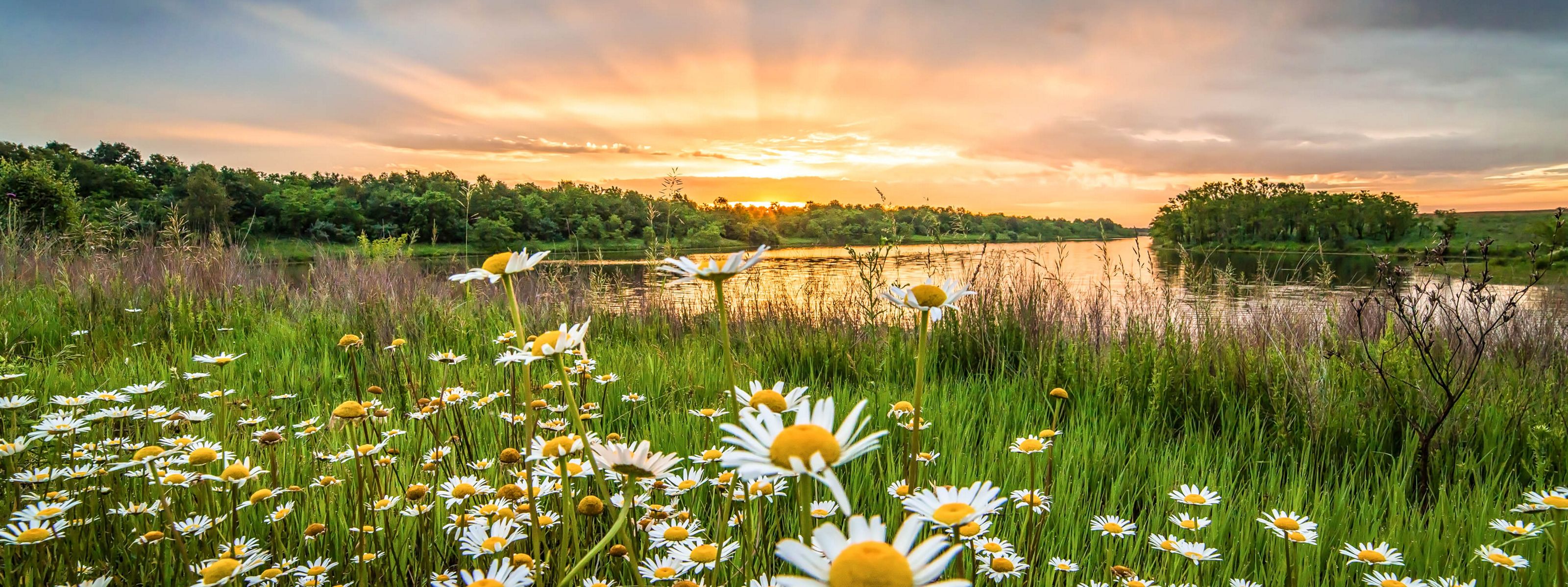 Field of green populated with daisies next to a wetland at sunrise.