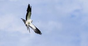 A white and black bird spreads its wings wide while flying.