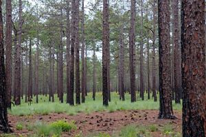 Looking into a forest of tall longleaf pine on a bright day.