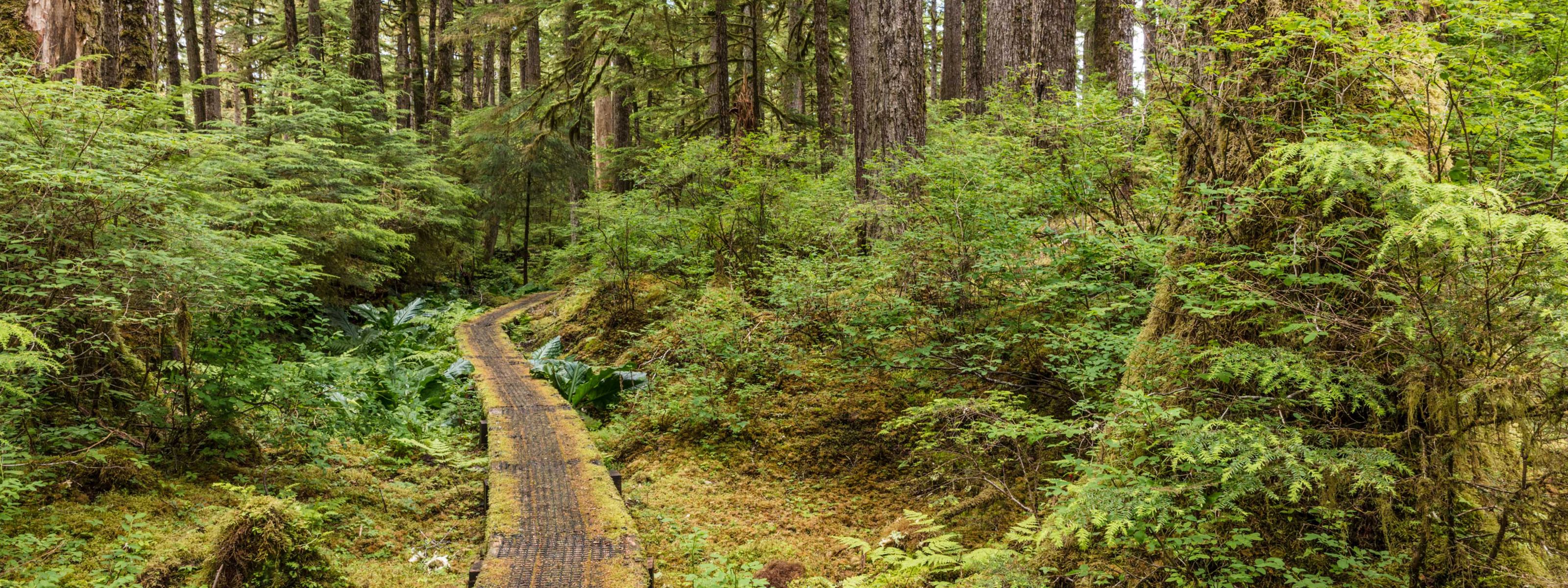 Moss-covered path through lush forest.