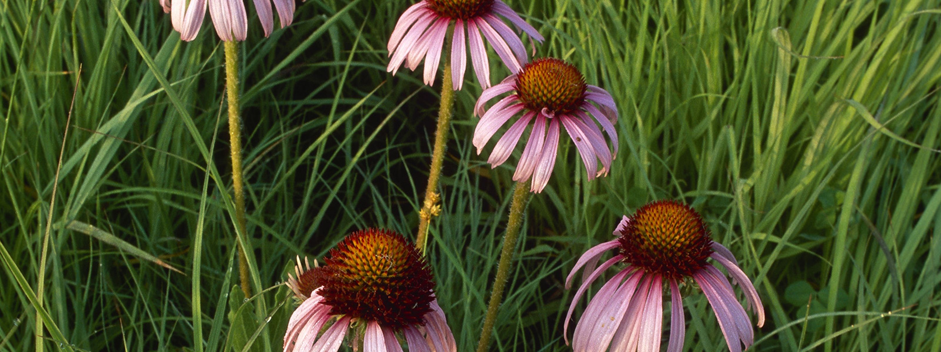 Five purple coneflowers emerge from tall grasses.