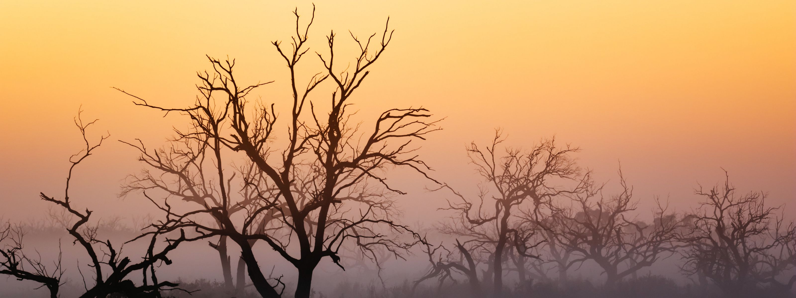 Gnarly trees are silhouetted against an orange sky while mist rises from the ground.
