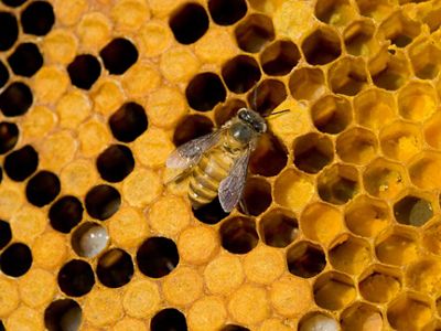 Honey bee on honeycomb.