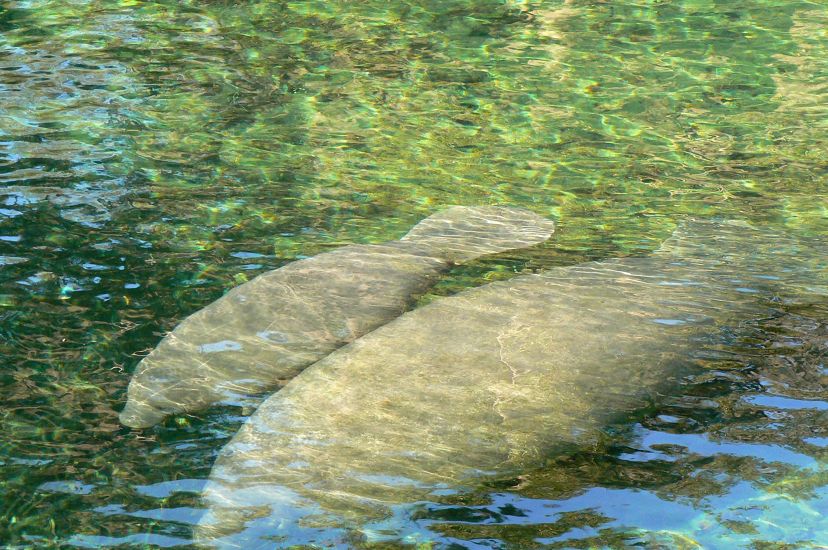 Photo of two Florida manatees in a spring.