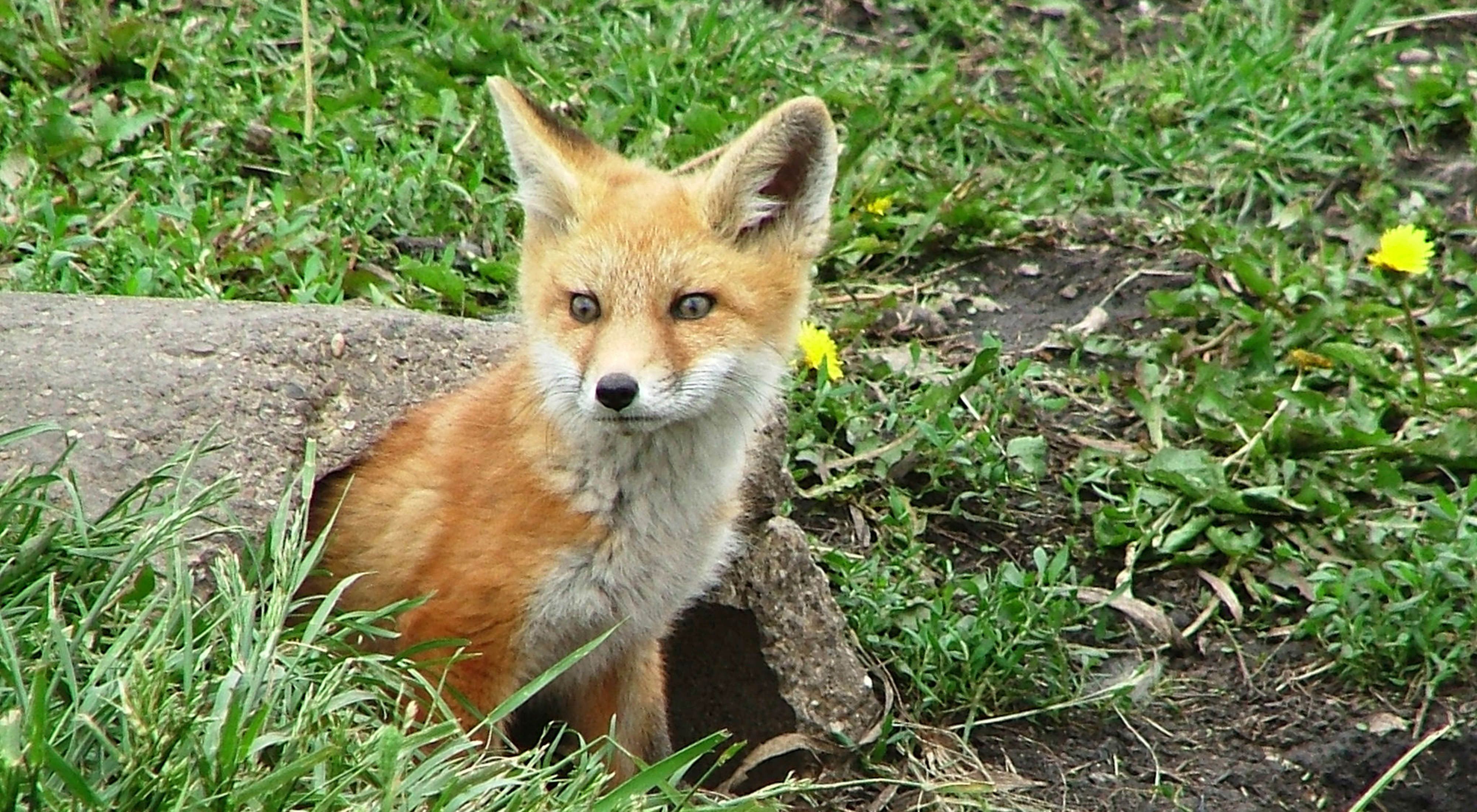 A fox kit pictured in the center of the frame looks to the lefthand side of the frame, emerging from a log set against a field with green grass.