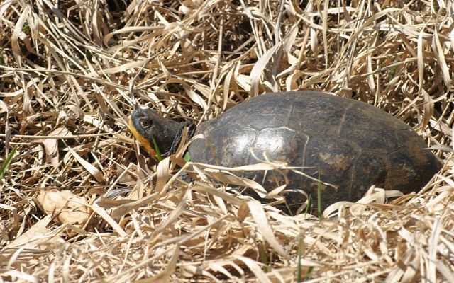 a turtle surrounded by dry yellow grasses or hay.